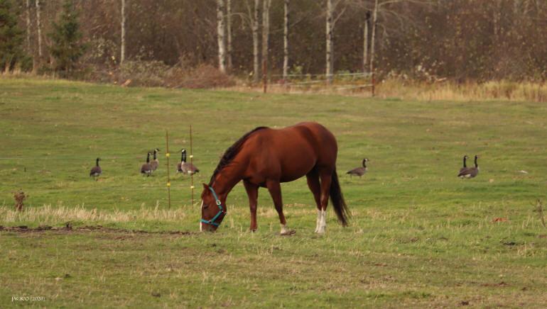 Un cheval broutant l'herbe dans un champ, avec quelques outardes posées plus loin