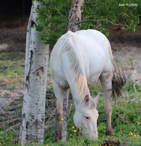 Cheval blanc broutant entre des arbres