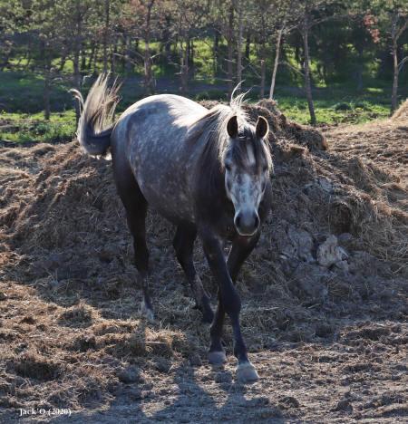 Cheval brun tacheté