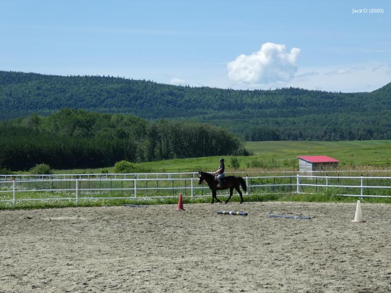 Cheval au pas, près d'un clôture blanche