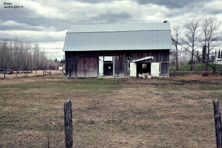 Petite grange avec moutons à l'avant