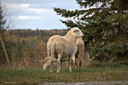 Deux moutons dans un champ, près d'une épinette