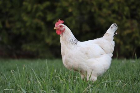 Poule blanche dans l'herbe