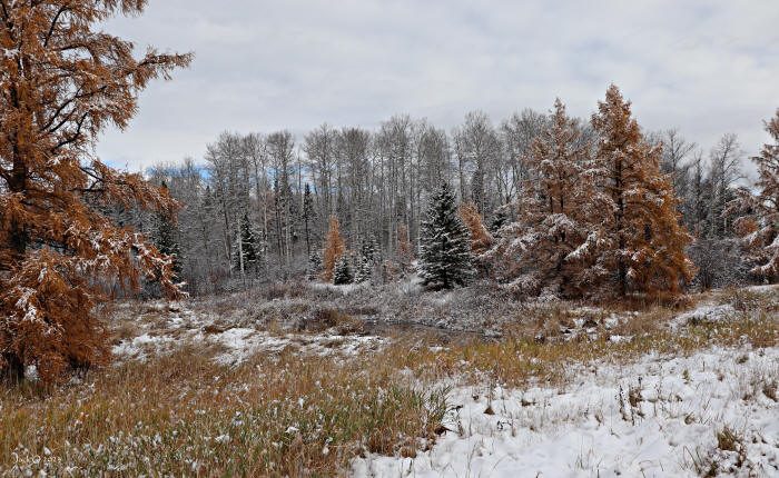 Première neige en bordure d'une forêt