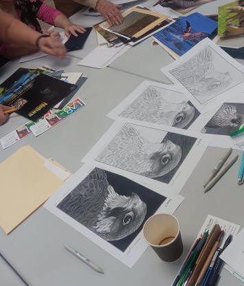 Étapes du dessin d'un rapace