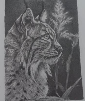 Dessin d'un lynx