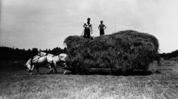 Travail à la ferme: voyage de foin tiré par deux chevaux