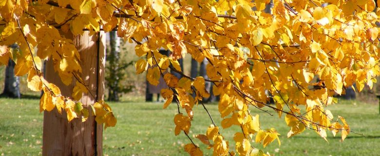 Feuilles d'automne