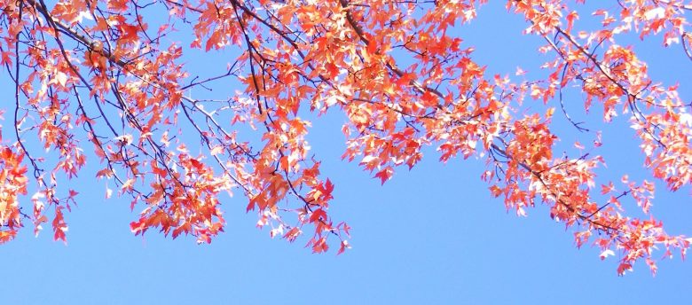 Feuilles rouges