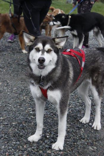 Un chien participant à la course