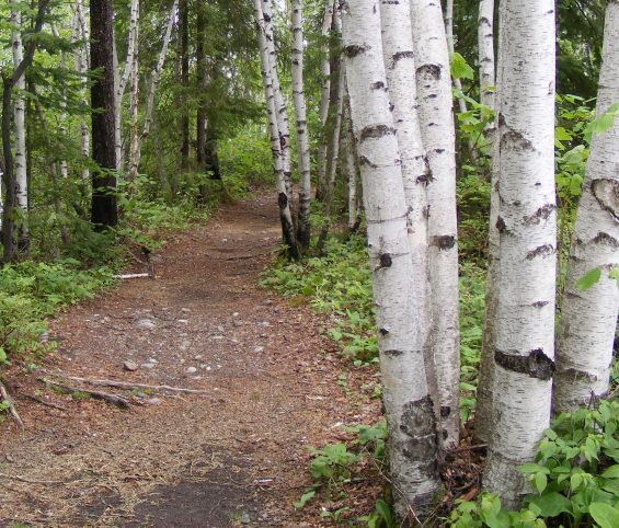 Sentier dans une forêt de bouleaux