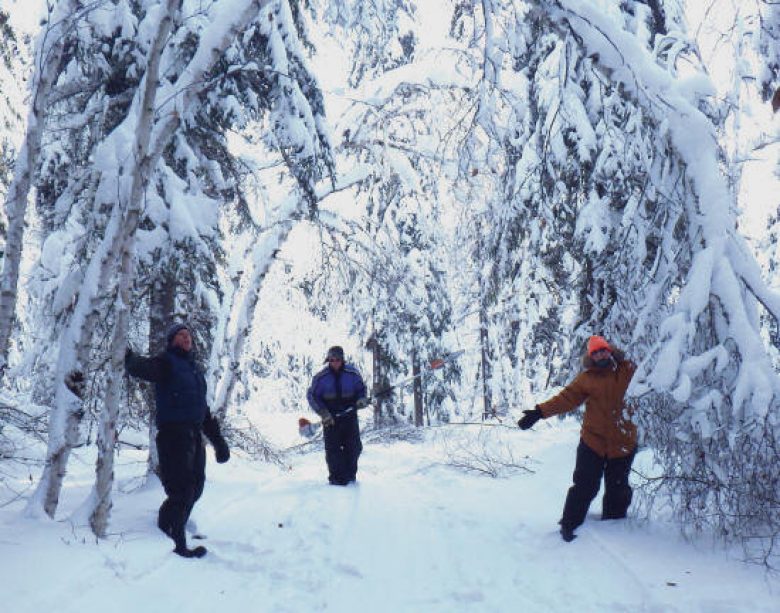 Arbres pliés sous le poids de la neige