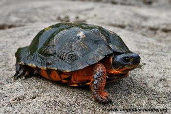Tortue avec les pattes, le ventre et le cou orangés